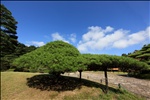 Japanese style garden / 日本庭園(にほんていえん)